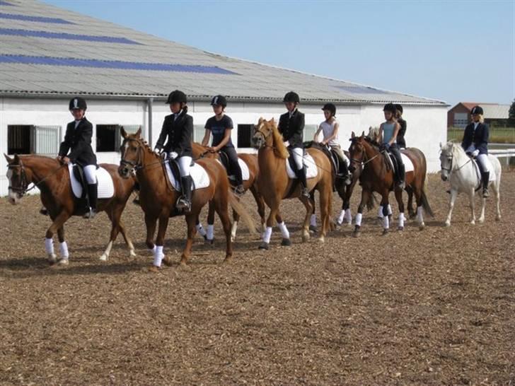 Islænder Fenja Fra Frijsbak - fenja bagerst billede 19