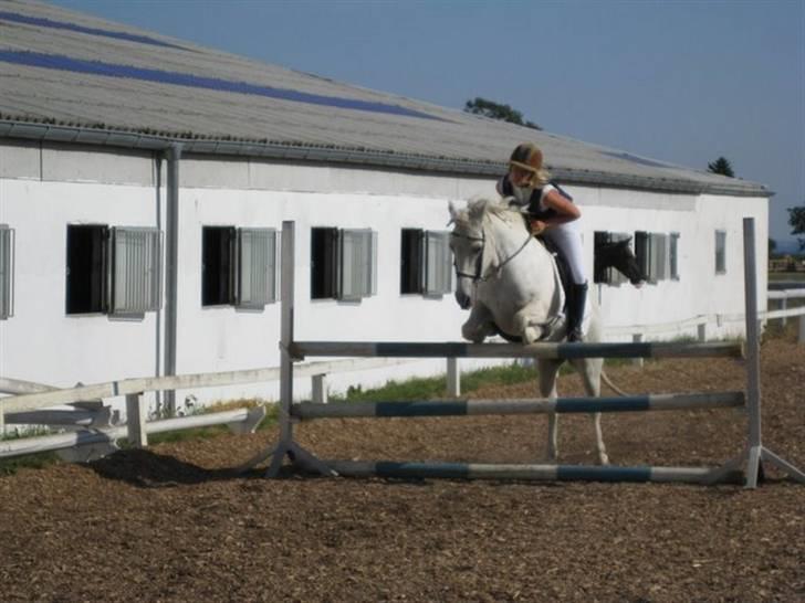 Islænder Fenja Fra Frijsbak - wee fra rytter lejr sidste år  . kan ikke huske højden på springet .... gæt selv billede 20