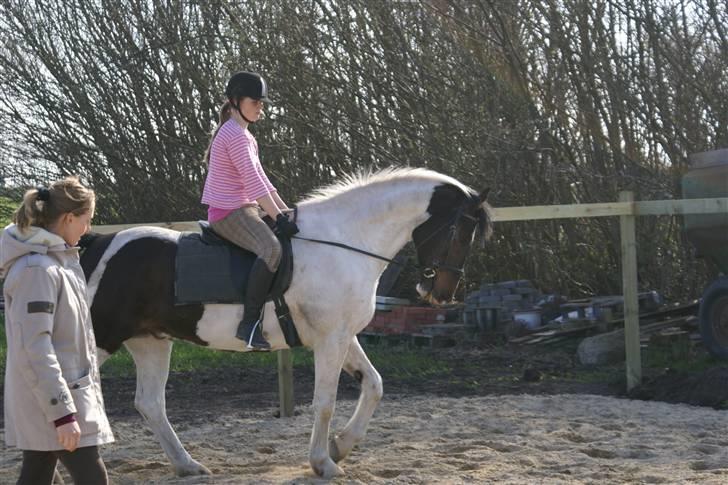 Anden særlig race  Thais'son *solgt* - så smuk<33 billede 2