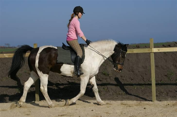 Anden særlig race  Thais'son *solgt* - lækker trav ik<33 billede 3