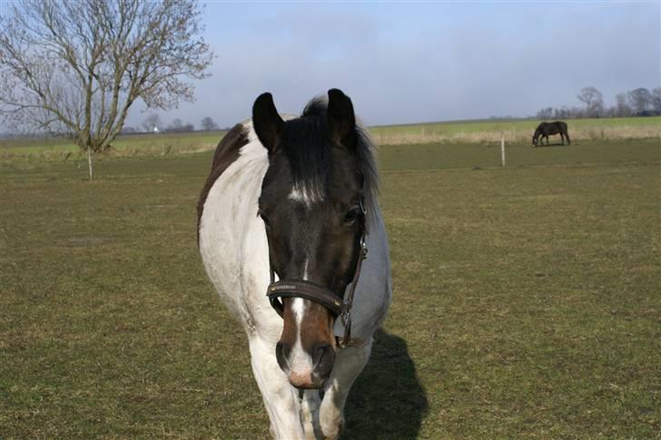 Anden særlig race  Thais'son *solgt* - på fold og så smuk billede 6