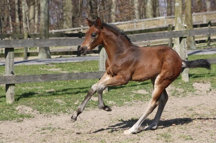 Dansk Varmblod Petersborg's Qasanova - SOLGT - fuld galop 3 uger gammel billede 2