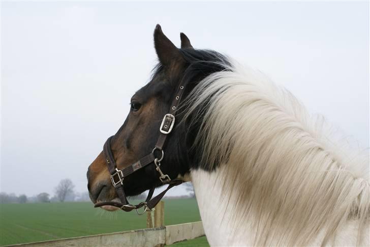 Anden særlig race  Thais'son *solgt* - Uhh er der en lækker hoppe der over haha billede 7