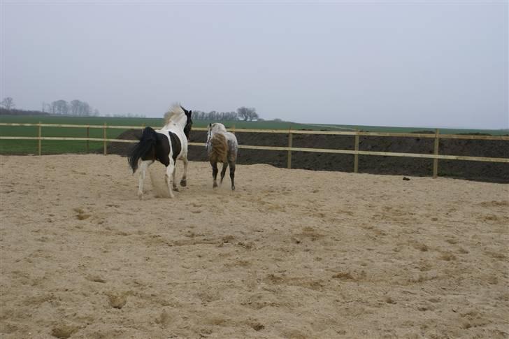Anden særlig race  Thais'son *solgt* - Kom nu Reja jeg vil lege=D billede 8