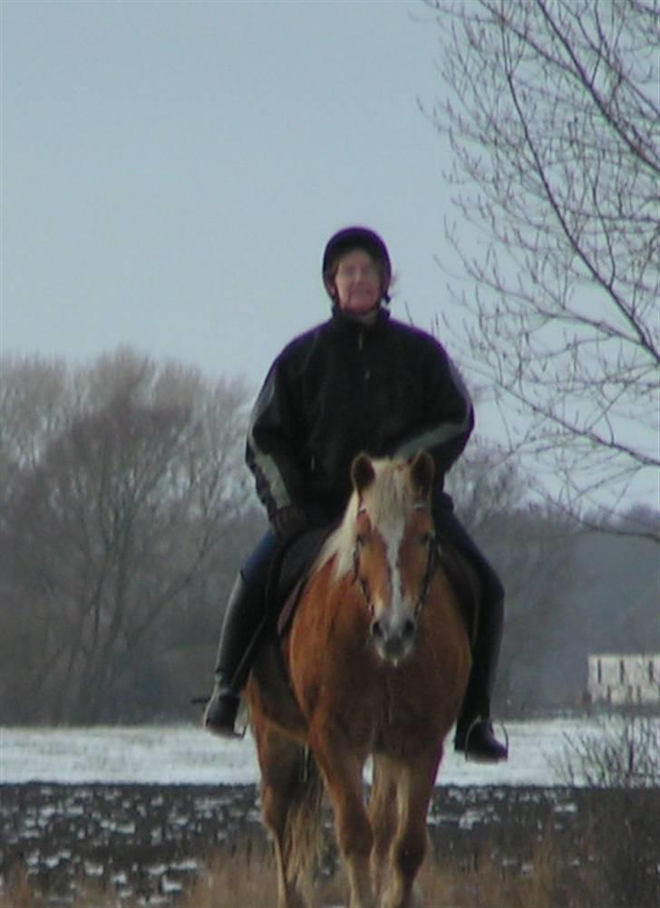 Haflinger Velda - Velda 21 år stadig godt gående billede 11