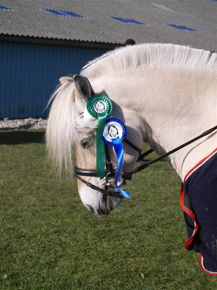 Fjordhest Unik Frølunde (solgt) - 17/10-09 billede 1