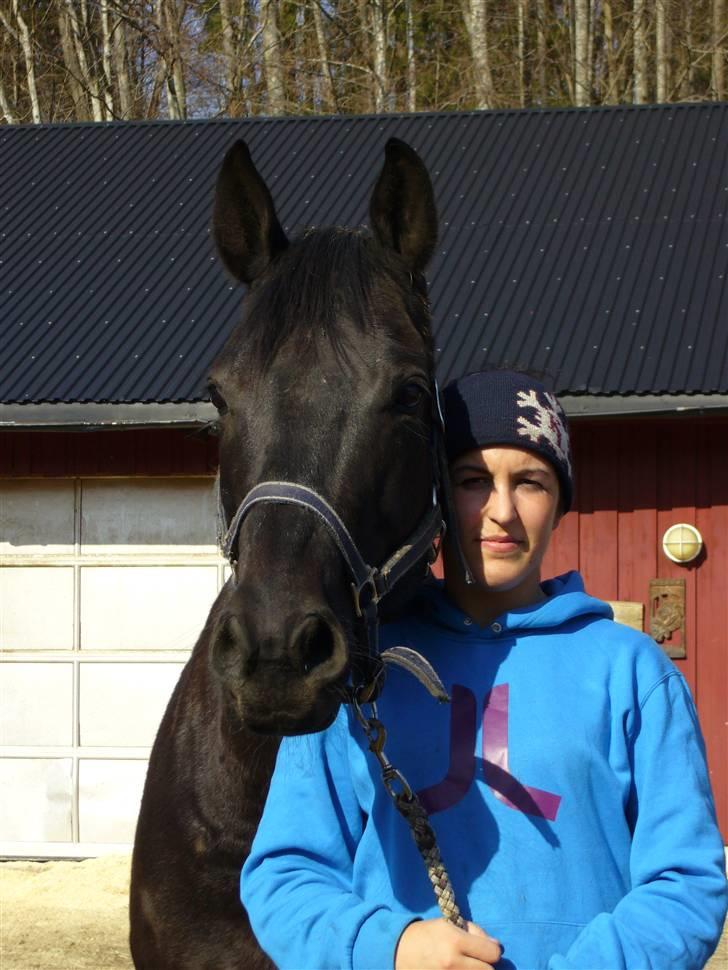 Dansk Varmblod Poseidon V billede 1