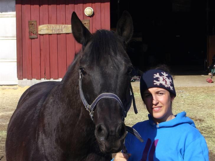 Dansk Varmblod Poseidon V billede 2