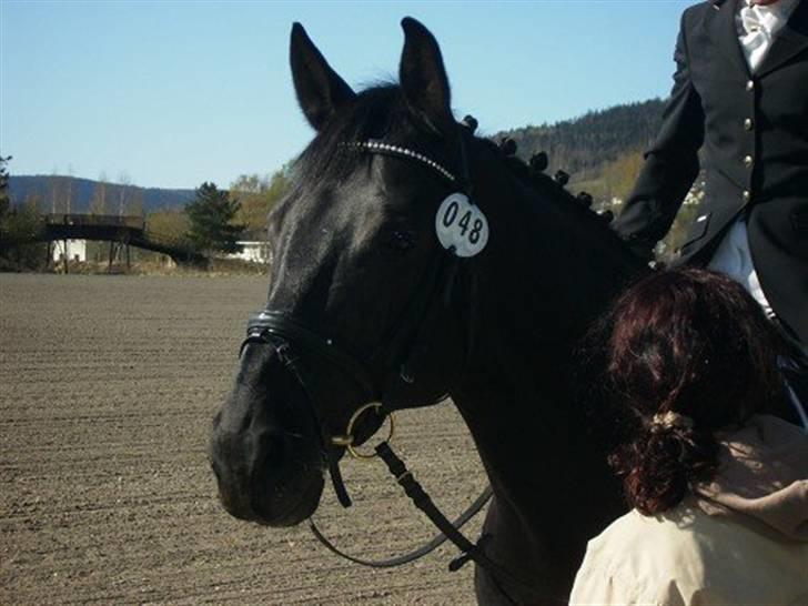 Dansk Varmblod Poseidon V billede 3