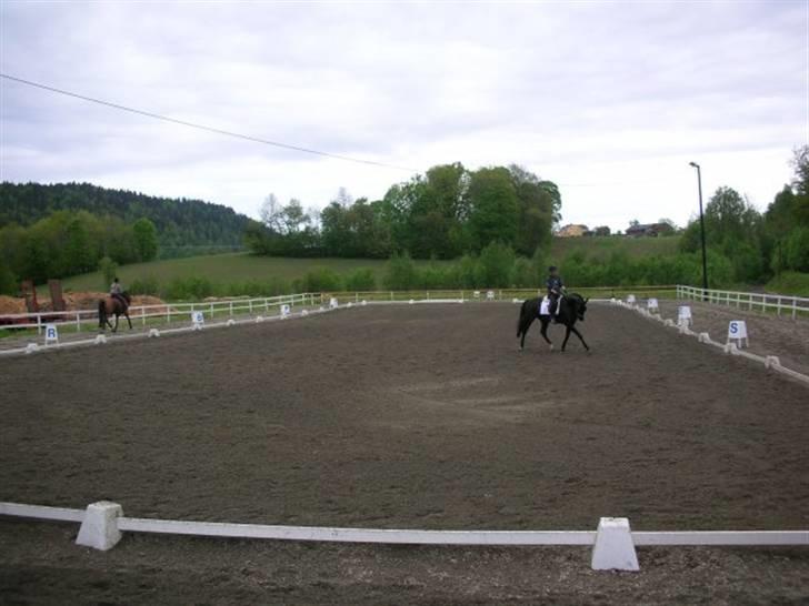 Dansk Varmblod Poseidon V billede 4