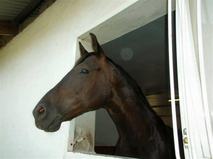 Dansk Varmblod Poseidon V billede 5