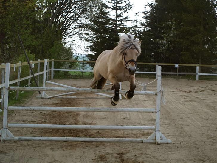 Fjordhest Unik Frølunde (solgt) - 120 cm. 29/4-09 billede 9