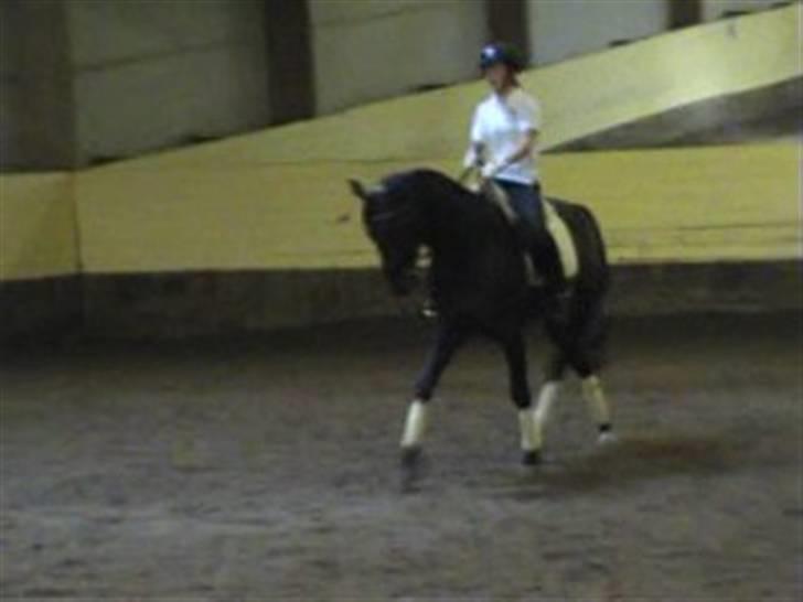 Dansk Varmblod Poseidon V billede 6