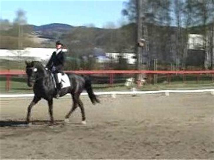 Dansk Varmblod Poseidon V billede 7