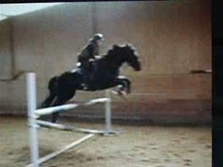 Dansk Varmblod Poseidon V billede 8