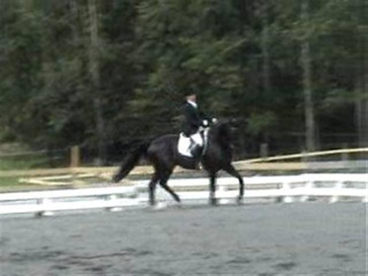 Dansk Varmblod Poseidon V billede 9