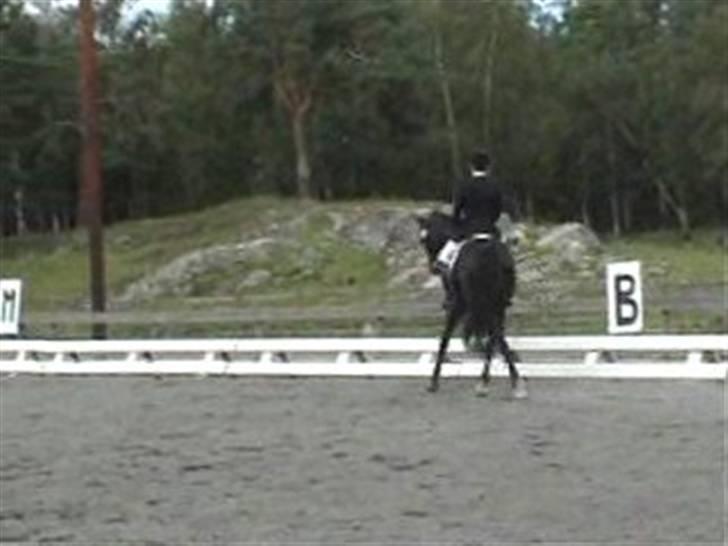 Dansk Varmblod Poseidon V billede 10