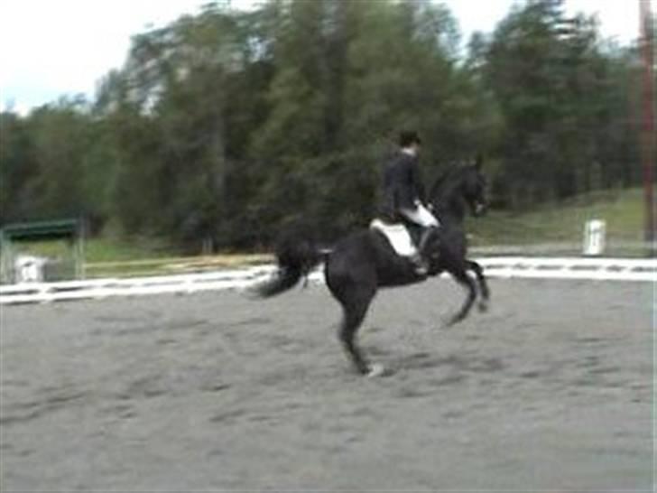 Dansk Varmblod Poseidon V billede 11