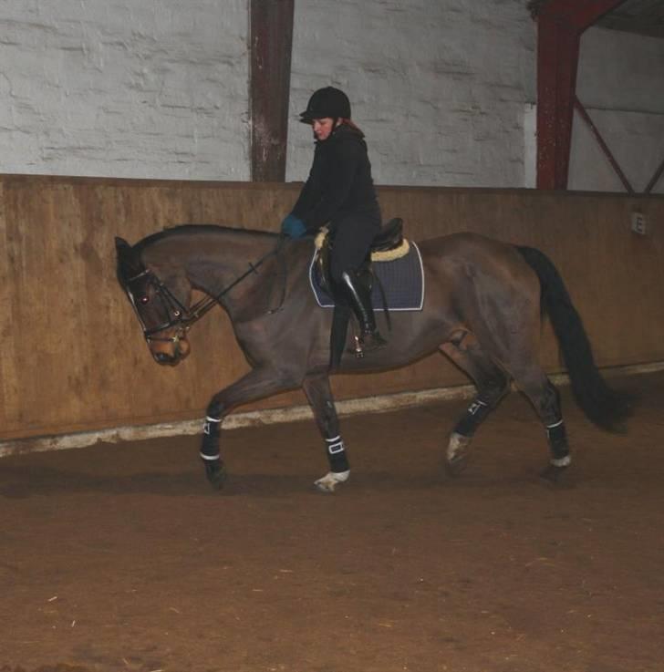 Dansk Varmblod Vesterbjerres Milif SOLGT - Milif i galop... billede 3