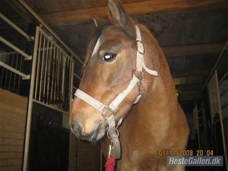 Gotlandsruss Bella Donna (Part) R.I.P  billede 12