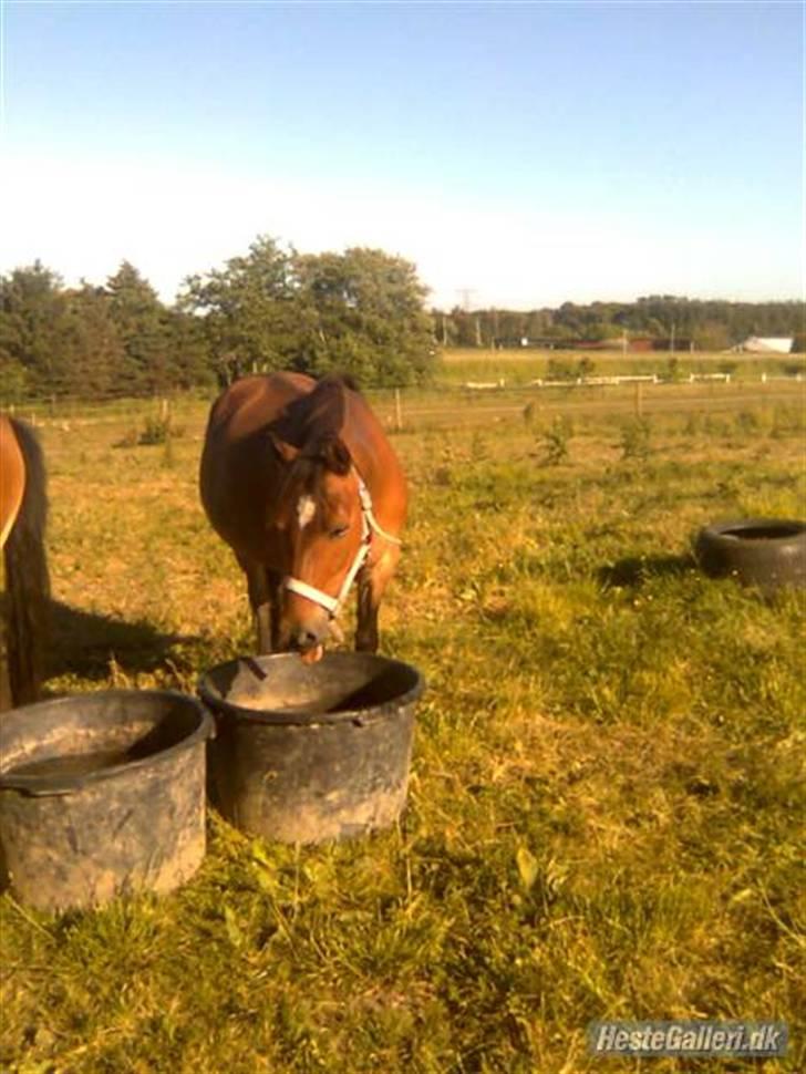 Gotlandsruss Bella Donna (Part) R.I.P  billede 13