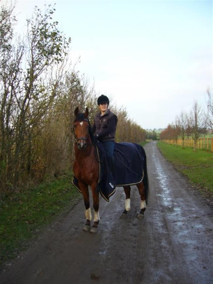 Sportsaraber (A) Ryttergaardens Titan billede 1