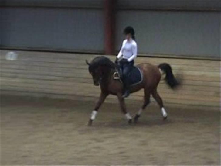 Sportsaraber (A) Ryttergaardens Titan billede 2