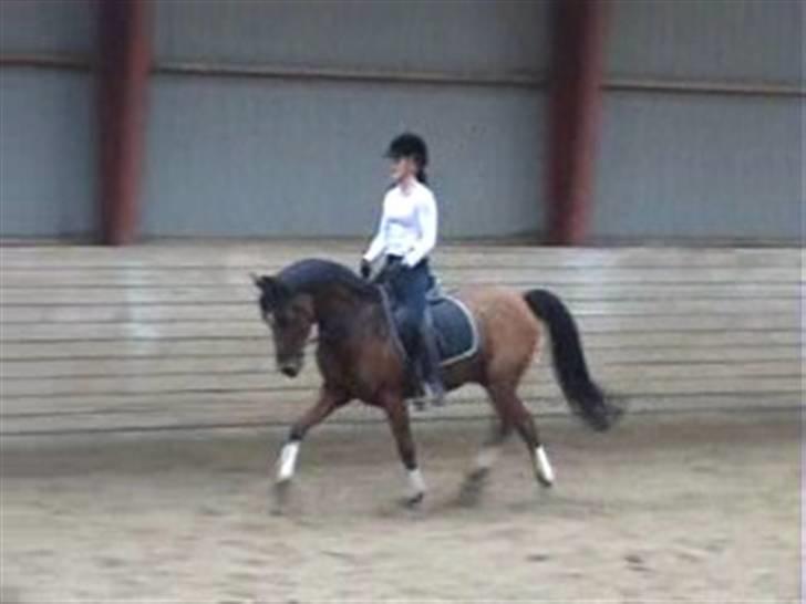 Sportsaraber (A) Ryttergaardens Titan billede 3