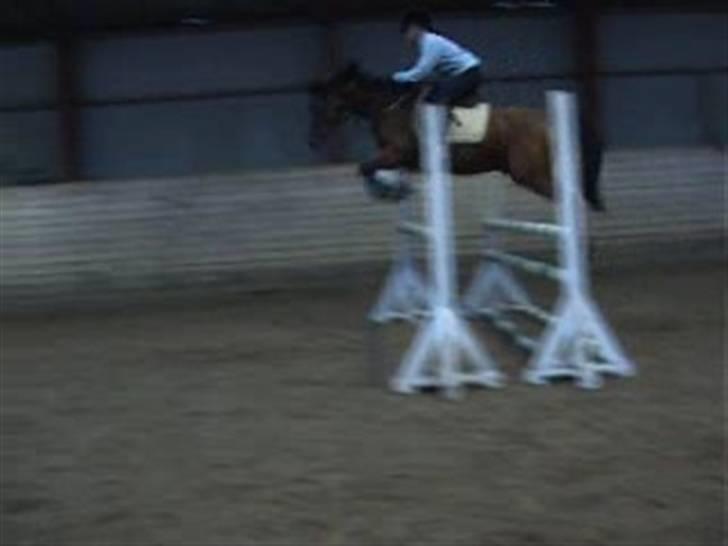 Sportsaraber (A) Ryttergaardens Titan billede 4