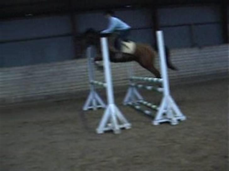 Sportsaraber (A) Ryttergaardens Titan billede 5