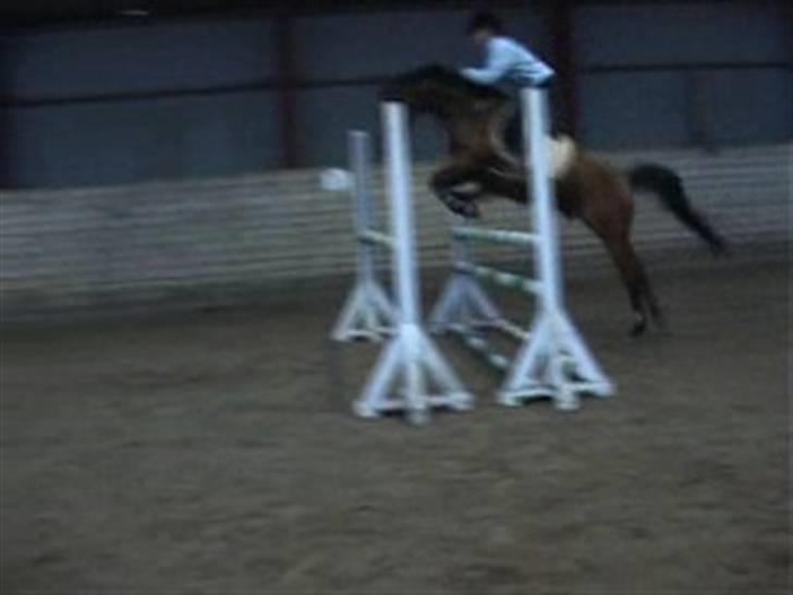 Sportsaraber (A) Ryttergaardens Titan billede 6