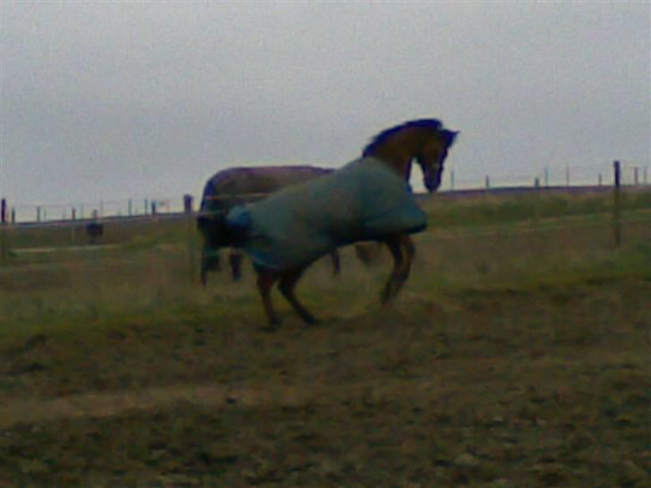 Sportsaraber (A) Ryttergaardens Titan billede 7