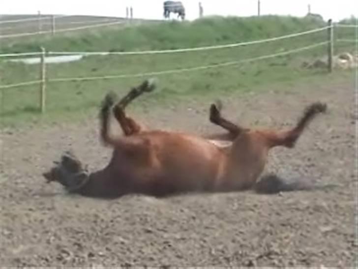 Sportsaraber (A) Ryttergaardens Titan billede 8