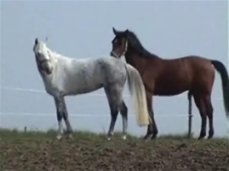 Sportsaraber (A) Ryttergaardens Titan billede 10