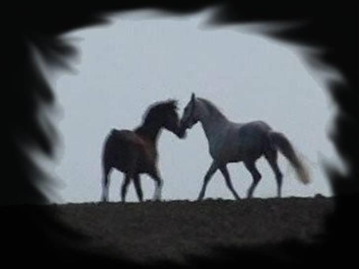 Sportsaraber (A) Ryttergaardens Titan billede 11