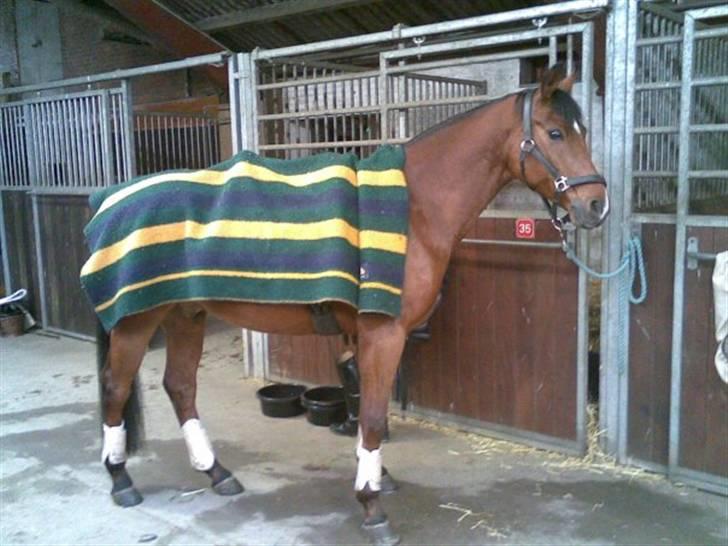 Sportsaraber (A) Ryttergaardens Titan billede 12