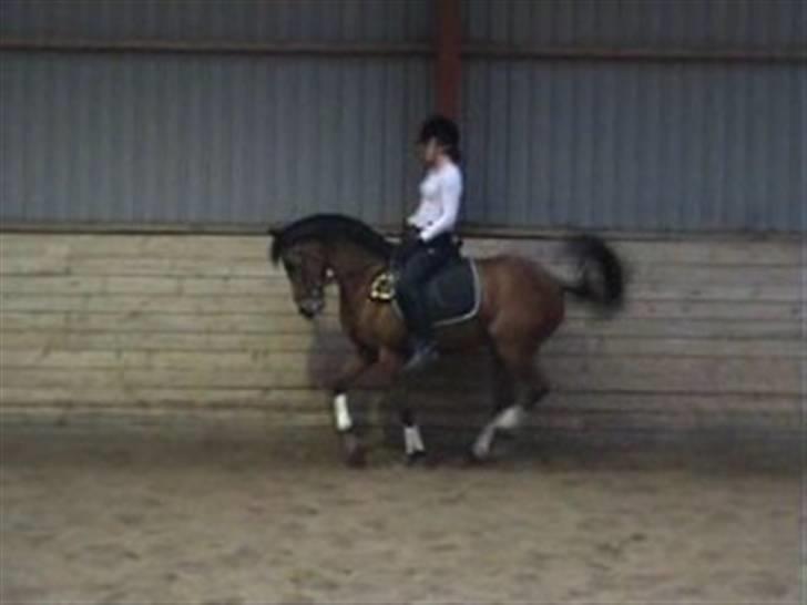 Sportsaraber (A) Ryttergaardens Titan billede 13