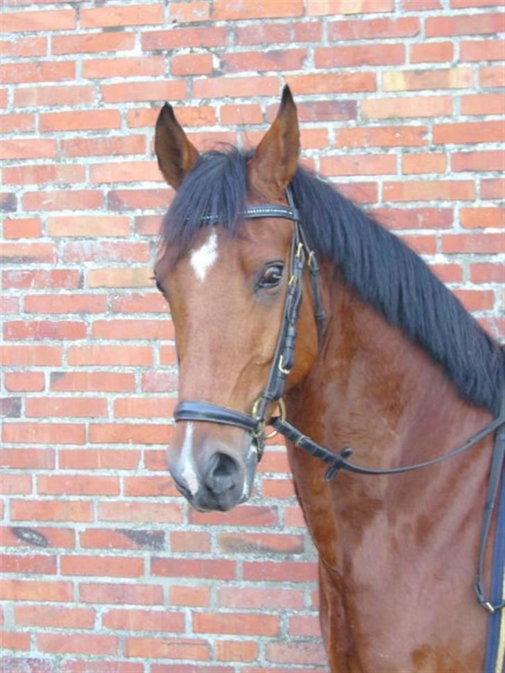 Sportsaraber (A) Ryttergaardens Titan billede 14