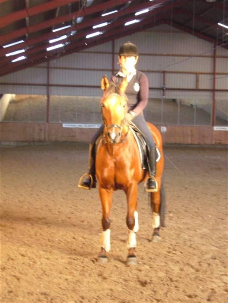 Sportsaraber (A) Ryttergaardens Titan billede 15