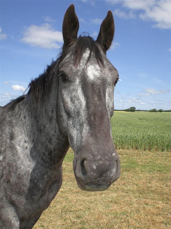 Appaloosa Armani Black Code billede 1