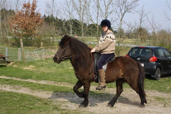 Islænder Sigyn - aflivet pga sygdom juli 1012 billede 8