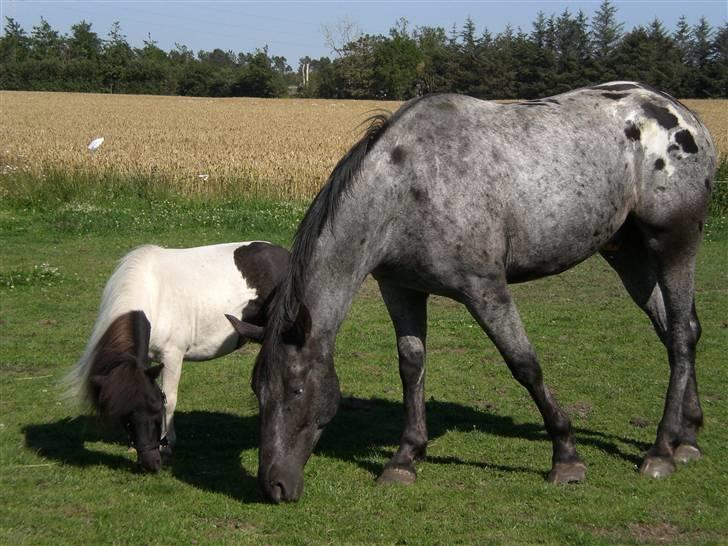 Appaloosa Armani Black Code billede 7