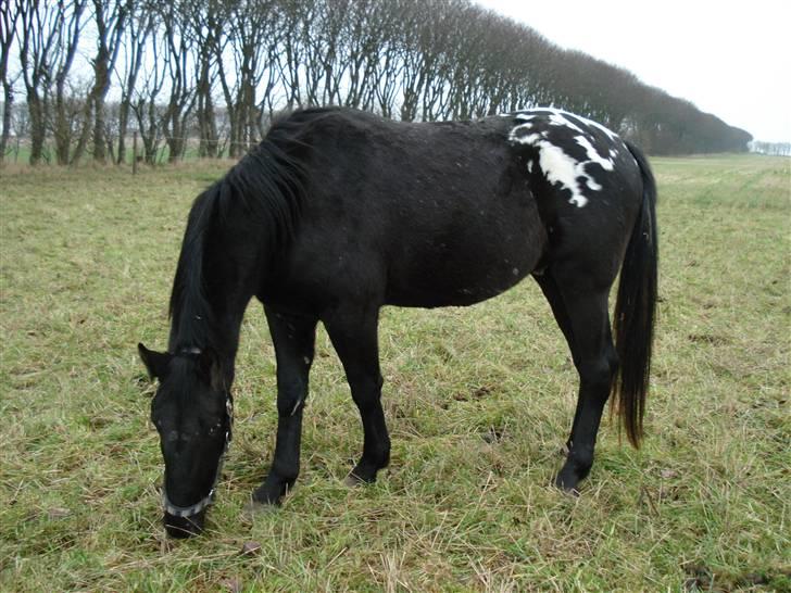 Appaloosa Armani Black Code billede 10