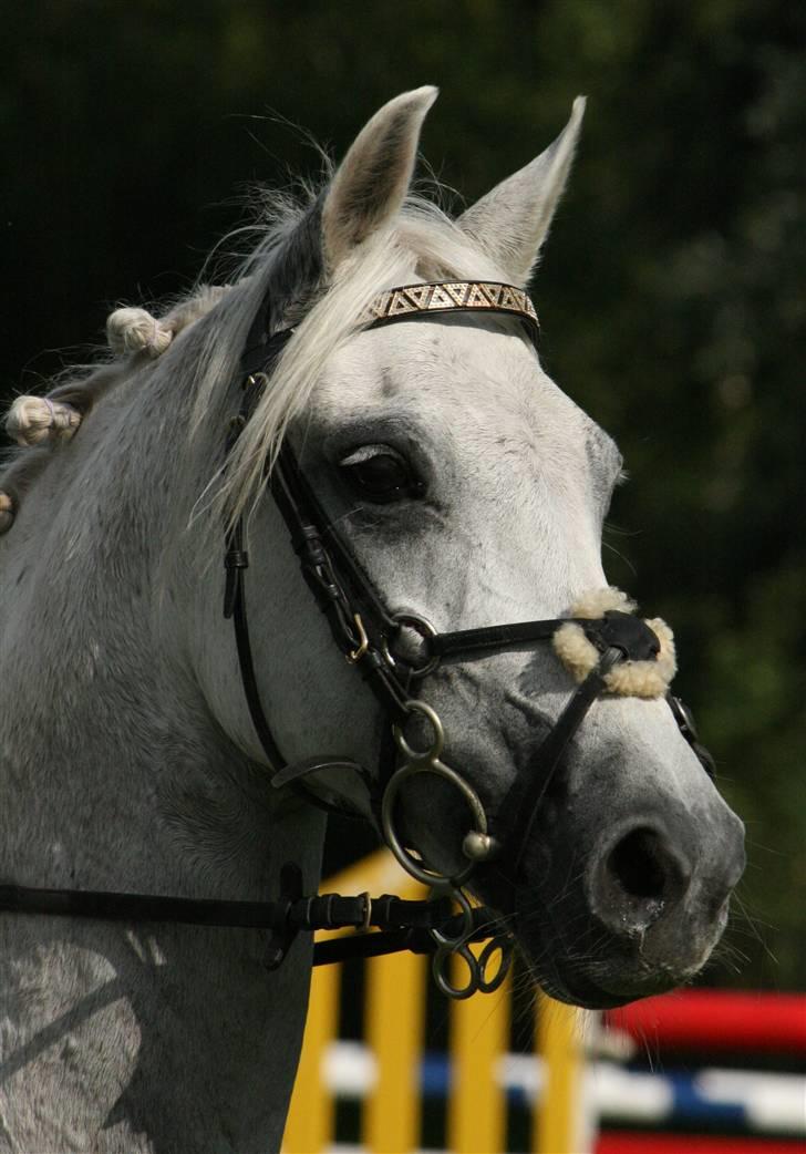 DSP STAR {b-pony} - Smukke star :) billede 1
