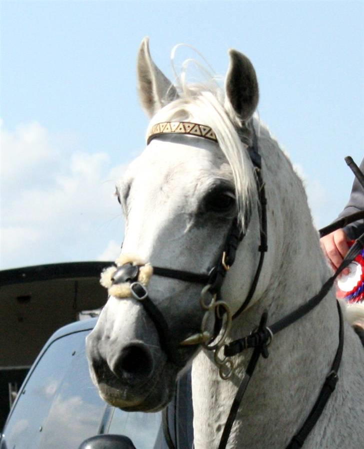 DSP STAR {b-pony} - star 8D billede 3