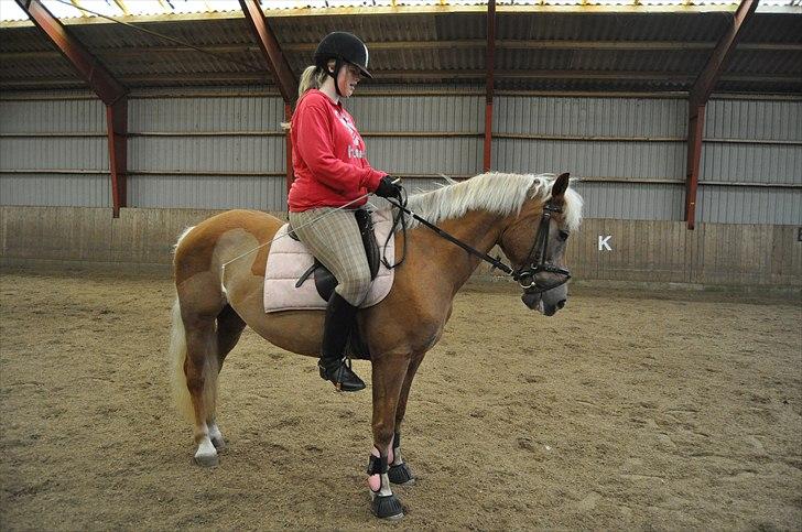 Haflinger Bosse *EUR* - Bosse og jeg i en parade. Forår 10 Foto: Stine L billede 19