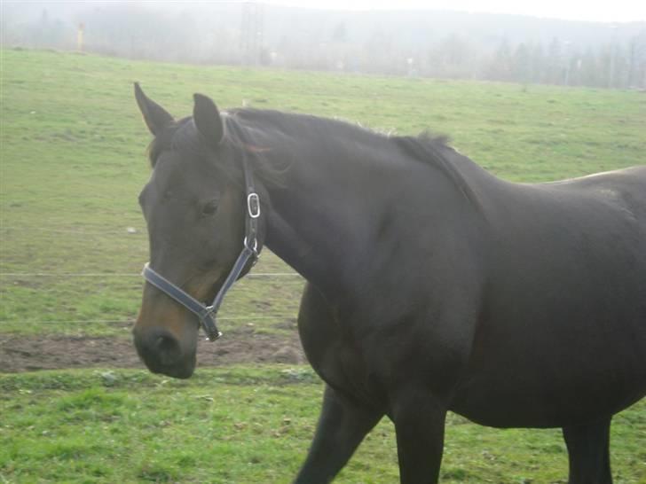 Anden særlig race Bianca *SOLGT* - Bianca på marken den 12. april 2009 billede 9