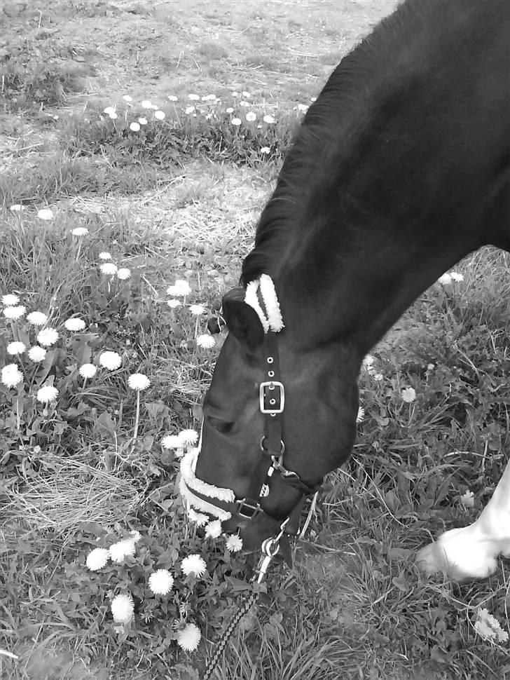 Welsh Cob (sec D) Morlyn River Dance Prince O'the Castel billede 4