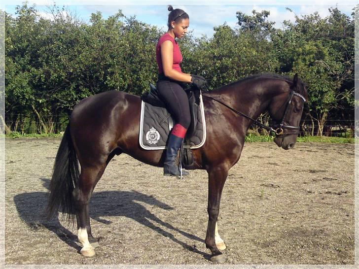 Anden særlig race Noir Rêver - 22.08.09 - Hvor jeg dog elsker min kønne hest...  <3 billede 11