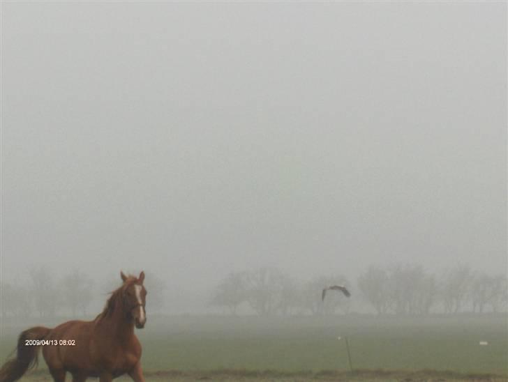 Anden særlig race Senior Lokos - Senior jager storken væk 13 spril 2009 billede 2